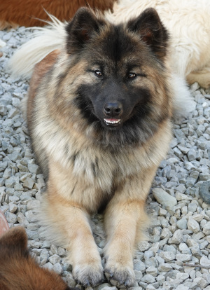 Logan